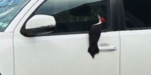 Woodpecker via Janelle Favaloro