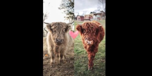 Cows from uddlerly farms via facebook