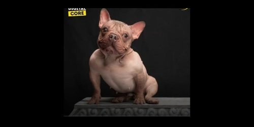 Ugliest Dog Petunia via digital core facebook