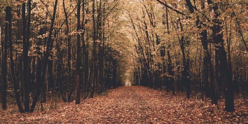Fall/ autumn from pexels by Eugeniya