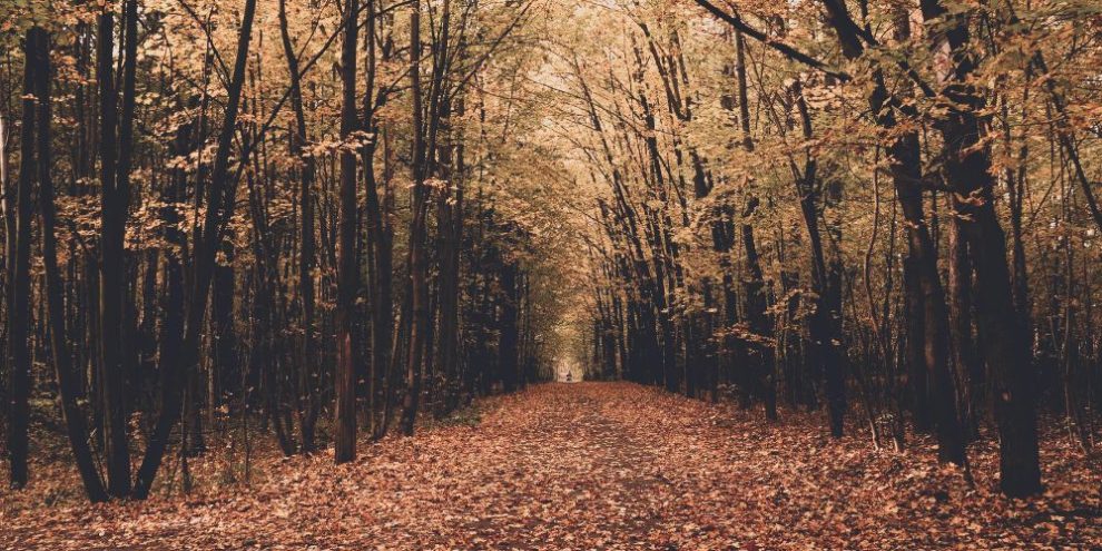 Fall/ autumn from pexels by Eugeniya