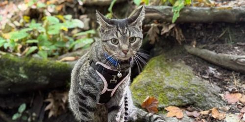 ray ray the cat from margaret_denardo