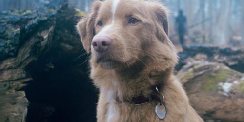indy the dog from goodboy by ©AMC/courtesy Everett Collection