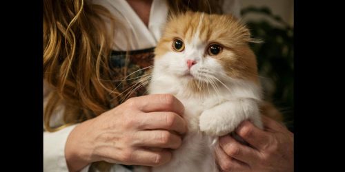 Cat with owner from pexels by cottonbros studio