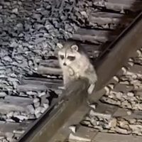 Good Samaritan Frees Racoon’s Frozen Junk From Railroad Tracks